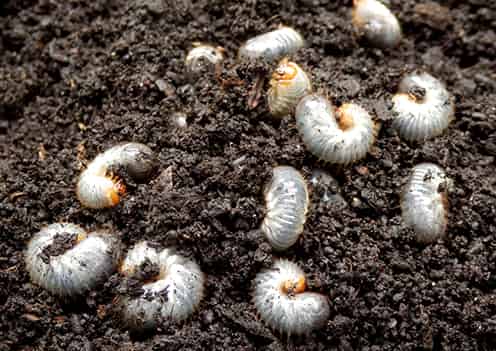 Grubs in Soil