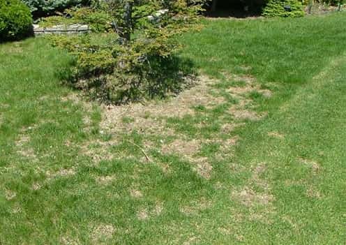 Yellow Patches on Lawn Chinch Bug Damage