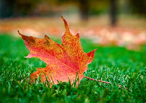 Feuille tombée sur l’herbe verte