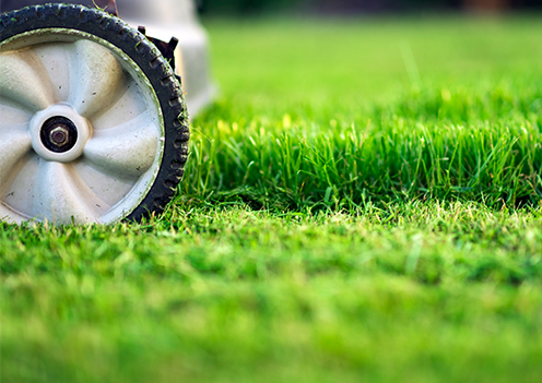 Grass cutting in my area sale