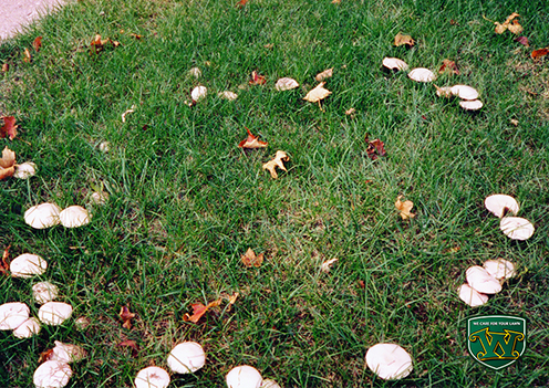 Fairy Ring Fungal Disease Growing on Lawn