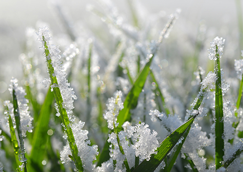 Flocons de neige sur l'herbe