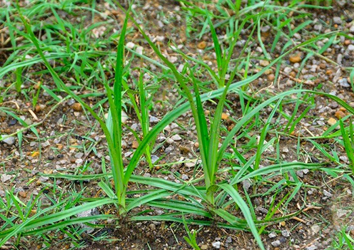 Trouble Weed Nutsedge in Lawn