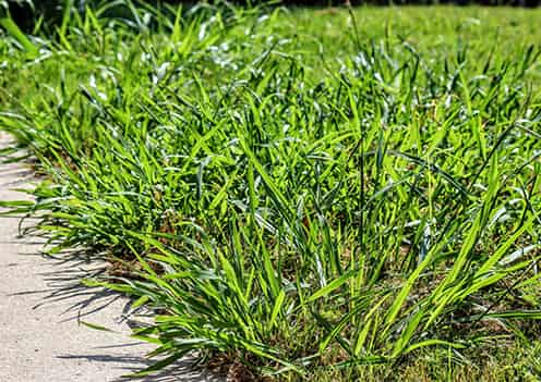 Crabgrass Growing on Edge of Lawn