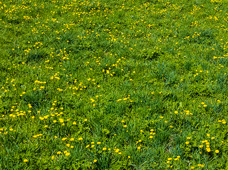 winter grass weeds