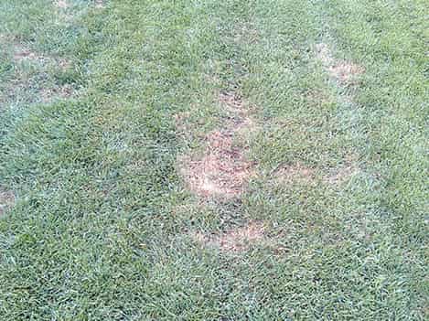 yellow patch disease in lawn