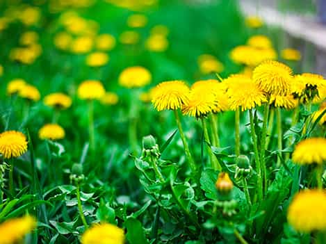 dandelions growing in lawn