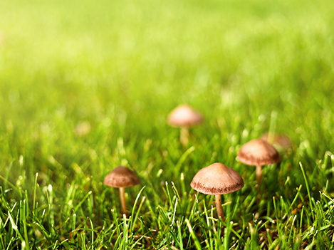 champignons bruns dans la pelouse