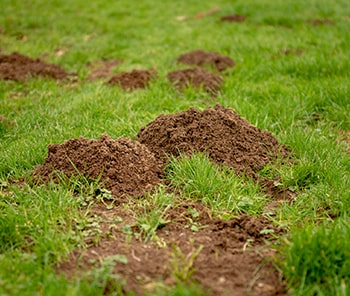 Mole Control | Lawn Care Services | Weed Man Lawn Care