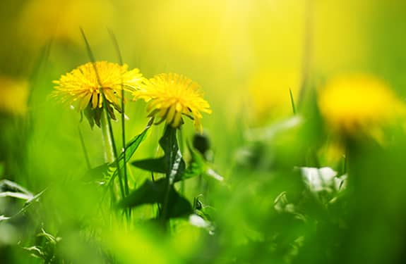 Dandelions in Grass