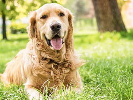 Chien sur la pelouse