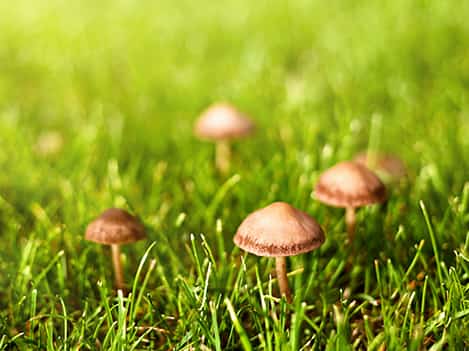 mushrooms growing in lawn