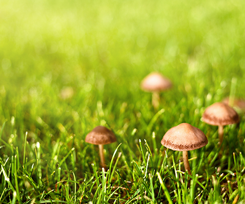 champignons qui poussent sur la pelouse