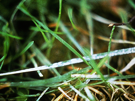 powdery mildew in lawn