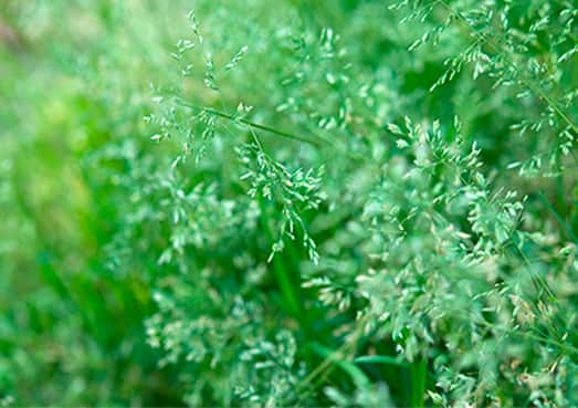 Win the Battle Against Poa Annua: Discover the Best Herbicide for Your Lawn