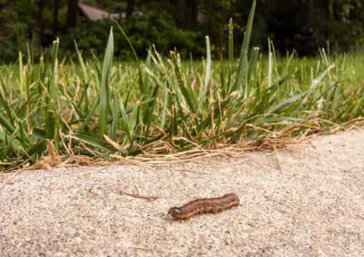 Lawn insect (armyworm)