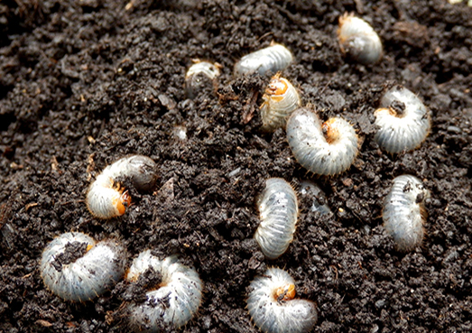 Identifying a Grub Problem In Your Lawn, Lawn Care