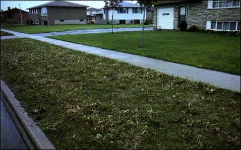 Broad Leaf Weeds on lawn