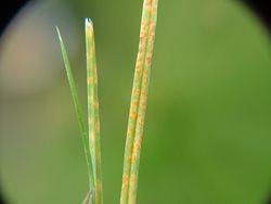 Rust on grass