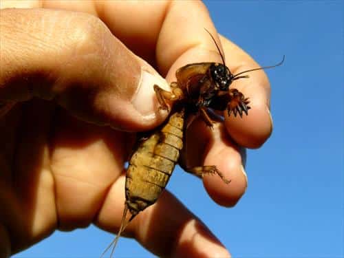 Mole Cricket