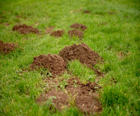 Monticules érigés par des taupes