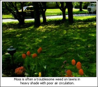Moss Weed on Lawn 