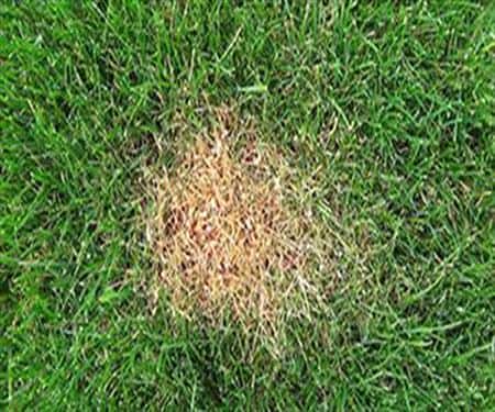 Leaf Disease Lawn Care