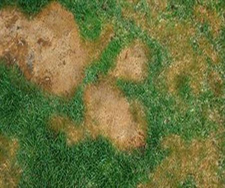 Pythium Fungi in lawn