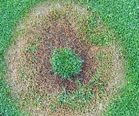 Southern Blight Lawn Care