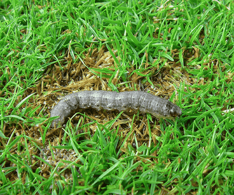 Tipule des prairies