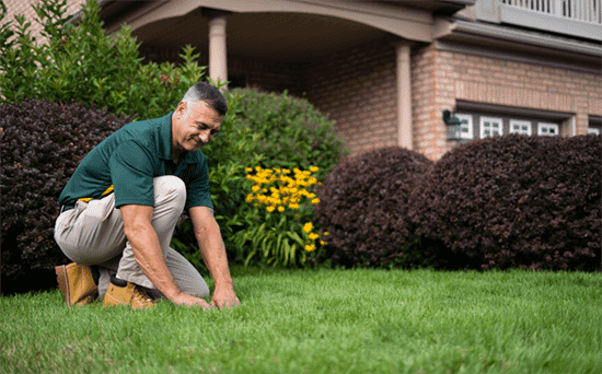 Weed and lawn deals service