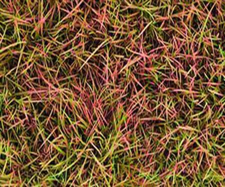 Red Thread Lawn Care
