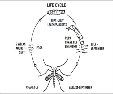 LeatherJacket Life Cycle for Lawn Care