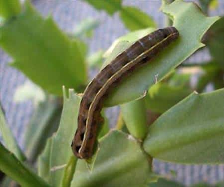 download cutworms in lawn