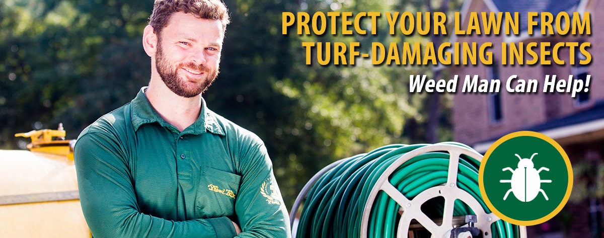 Insect Control Lawn Care Services Weed Man