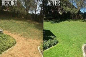 Drought Damaged Lawns