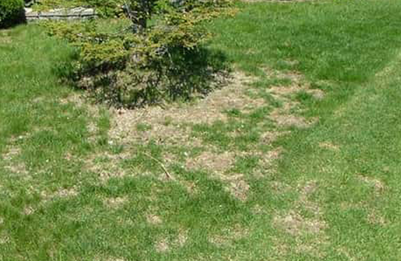 Chinch Bug Management | Weed Man | Lawn Care Services