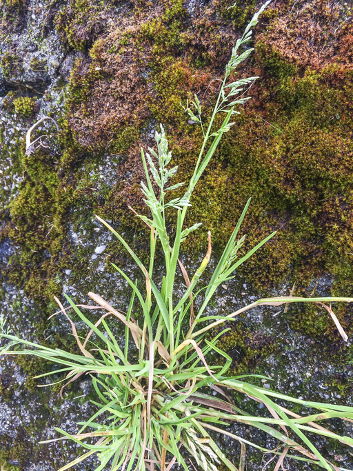 winter grass weeds