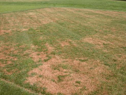 15 Common Lawn Diseases