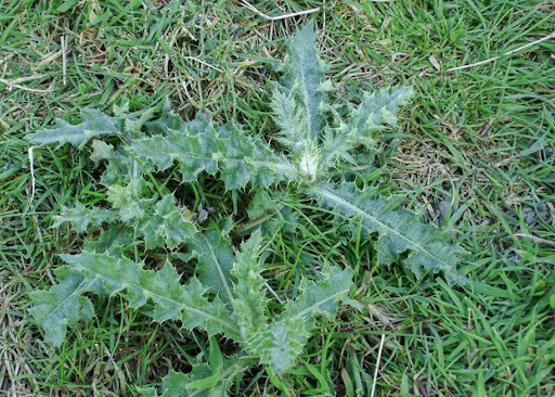 Thistle Weed