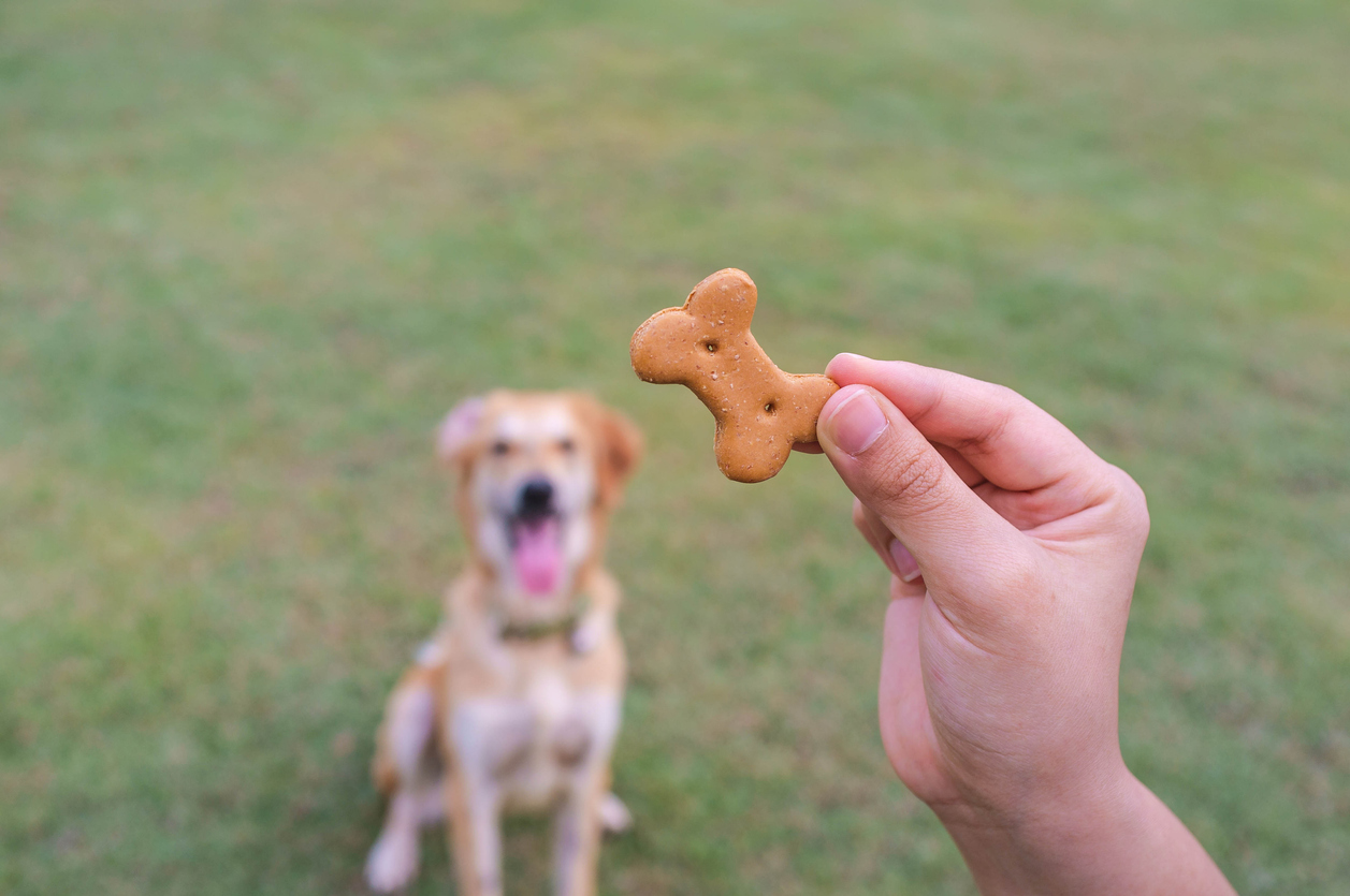 Dog treat