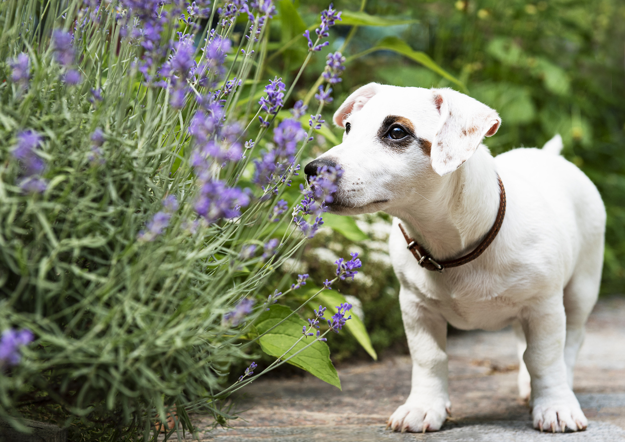 dog smelling lavender