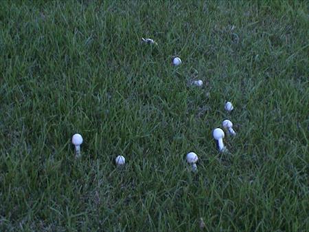 Fairy Rings, Lawn Care Library