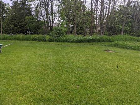 Spring Lawn Before