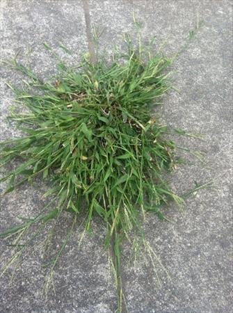 crabgrass-on-sidewalk