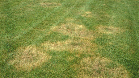 brown-patch-on-lawn