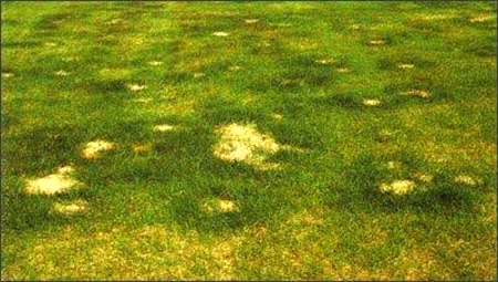 yellow-dogspot-on-lawn