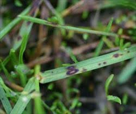 leaf-spot-on-plant