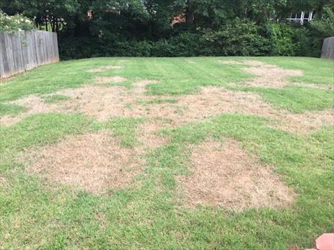 take-all patch lawn