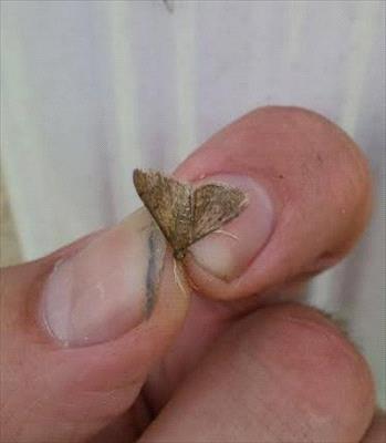 tropical sod webworm